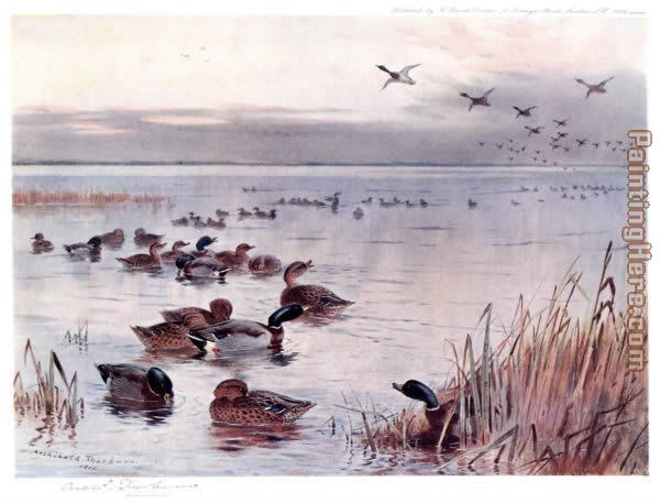 Archibald Thorburn Mallard on the Lake at Sandringham